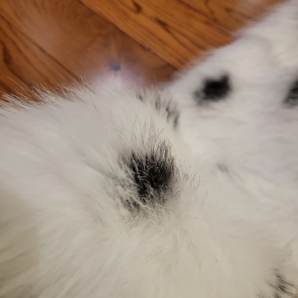 Jacket - Picture 8 of 9